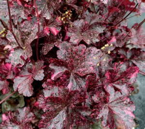 Heuchera 'Heck-Of-A-Heuchera Extraordiberry' (HGTV Home Plant Collection)