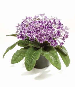 Streptocarpus 'Ladyslippers White Purple' (Green Fuse Botanicals)