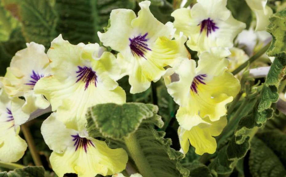 Streptocarpus 'Ladyslippers Yellow Blue Center' (Green Fuse Botanicals)