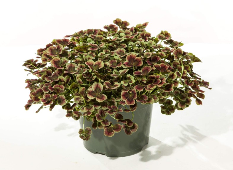 Trifolium ‘4 Luck’ Series (Green Fuse Botanicals)