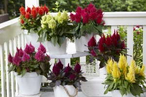 Celosia Kelos Collection (Beekenkamp)