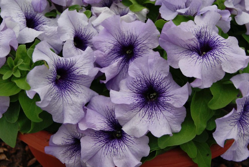 Petunia ‘Limbo GP’ (Hem Genetics)