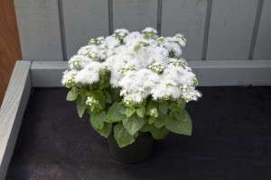 Ageratum 'Cloud Nine White' (Floranova)