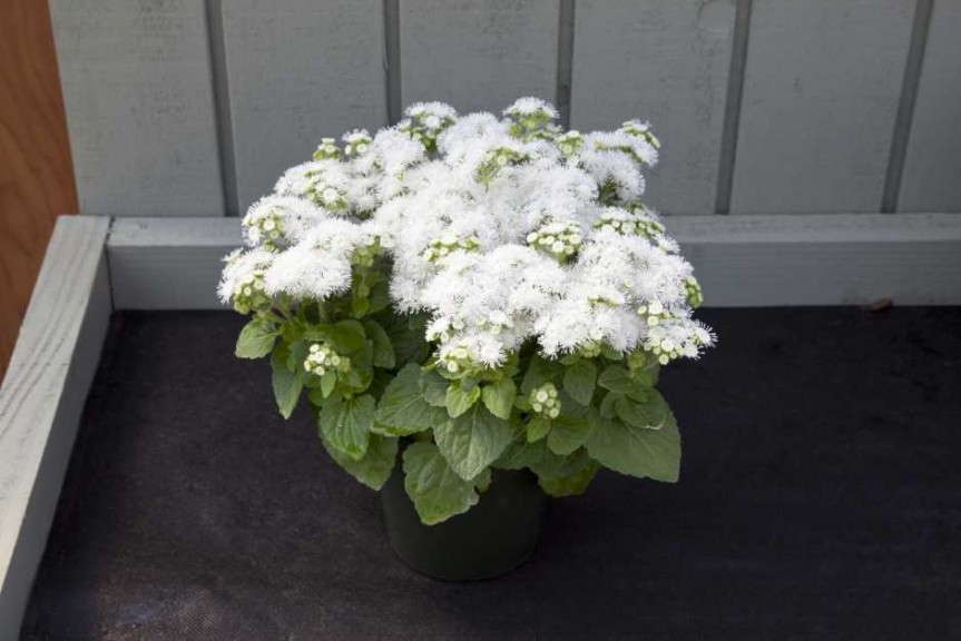 Ageratum 'Cloud Nine White' (Floranova)