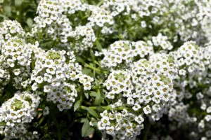 Alyssum 'North Face White' (Floranova)