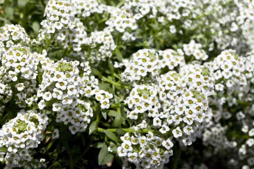 Alyssum 'North Face White' (Floranova)