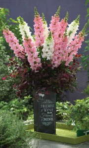 Antirrhinum 'Legend Pink' and 'Legend White' (American Takii)