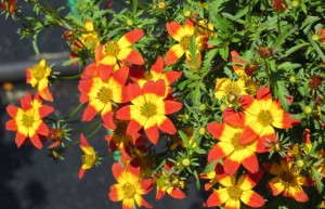 Bidens 'BeeDance Painted Red' (Suntory Flowers)