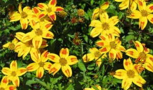 Bidens 'BeeDance Red Stripe' (Suntory Flowers)