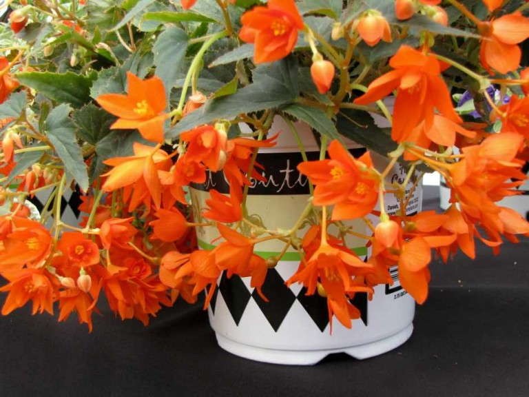 Begonia 'Little Lava' (Hort Couture)