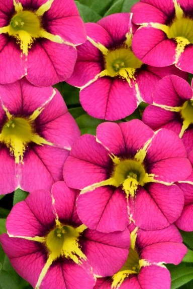 Calibrachoa 'Caliplosion Purple' (Westflowers)