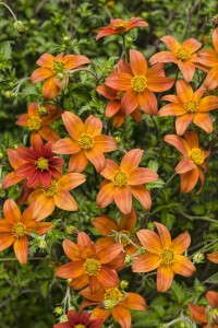 Bidens 'Campfire Fireburst' (Proven Winners)