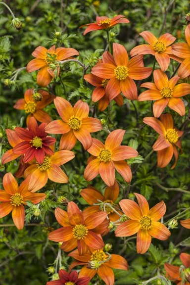 Bidens 'Campfire Fireburst' (Proven Winners)
