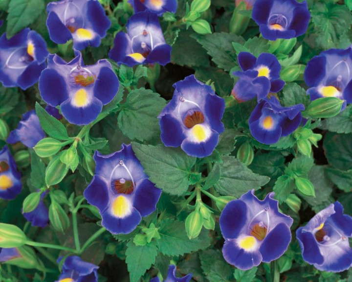 Catalina® Midnight Blue Torenia