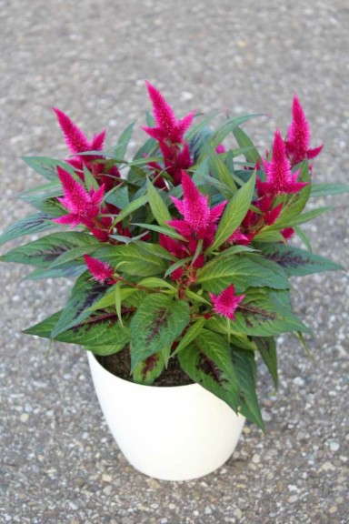 Celosia 'Intenz Lipstick' (Ball Ingenuity)