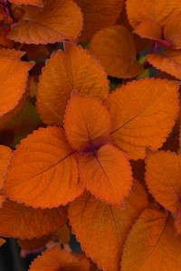 Coleus 'Campfire' (Ball FloraPlant)