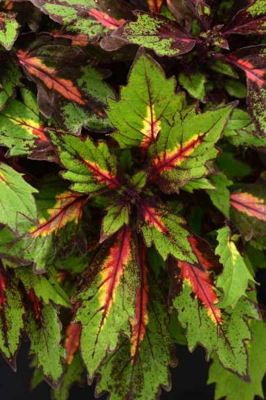 Coleus 'Marquee Special Effects' (Burpee)
