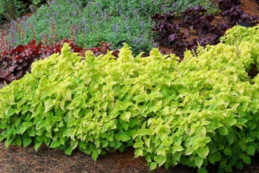 Coleus 'Terra Nova Green Lantern' (Terra Nova Nurseries)