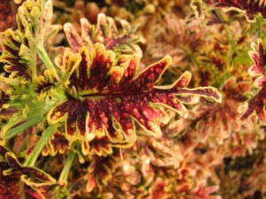 Coleus 'Under the Sea Copper Coral' (Hort Couture)