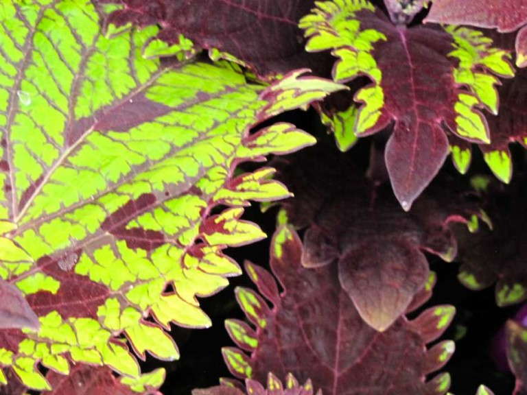 Coleus 'Under the Sea Fish Net' (Hort Couture)