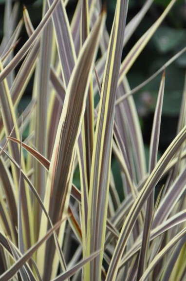 Cordyline 'Electric Flash' (Green Fuse Botanicals)