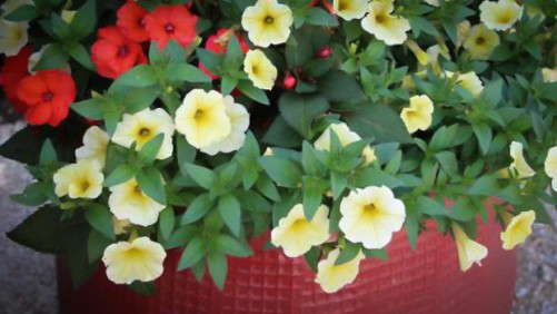 Costa Farms’ Top-Performing Plant Varieties For 2015
