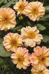 Dahlia 'Dahlightful Georgia Peach' (Proven Winners)