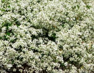 Euphorbia 'Crystal White' (Green Fuse Botanicals)