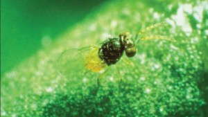 A New Look At Biological Control: Can Plants Affect The  Performance Of Natural Enemies?