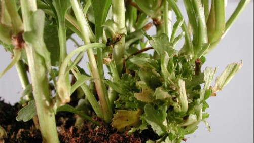 How To Prevent Leafy Gall Before You Lose Plants