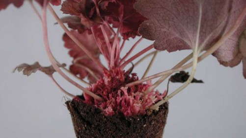 5 Old Headlines That Still Resonate on GreenhouseGrower.com