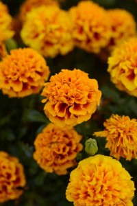French Marigold 'Hot Pak' (PanAmerican Seed)