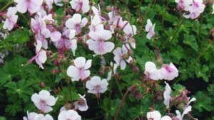 Geranium Hybrid ‘Biokovo’ Dubbed 2015 Perennial Plant Of The Year