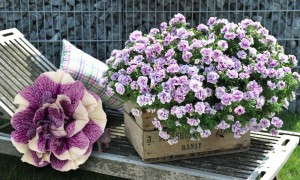 Petunia 'Flamenco Ruffle Stripe' (HGTV)