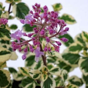 Hemizygia 'Candy Kisses' (Hort Couture)