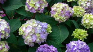 Michael Dirr Slated To Address Attendees At Hydrangeas 2015