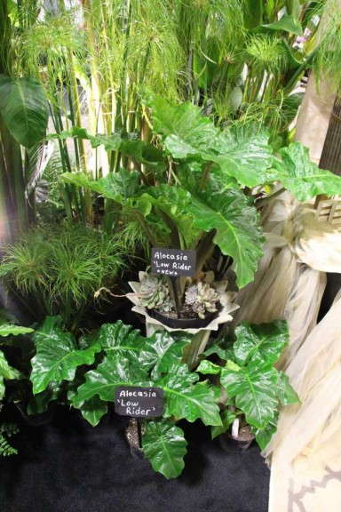 Highlights From TPIE 2015