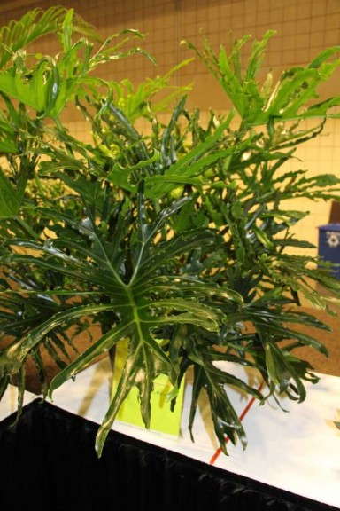 Highlights From TPIE 2015