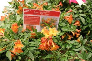 Highlights From TPIE 2015