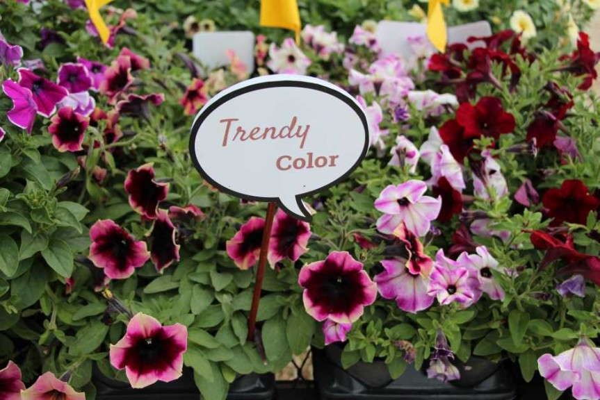 Costa Farms' Season Premier 2015