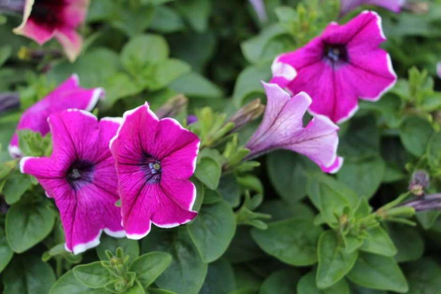 Costa Farms' Season Premier 2015