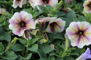 Costa Farms' Season Premier 2015