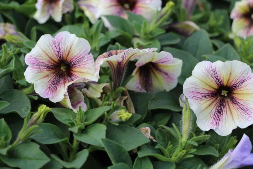 Costa Farms' Season Premier 2015