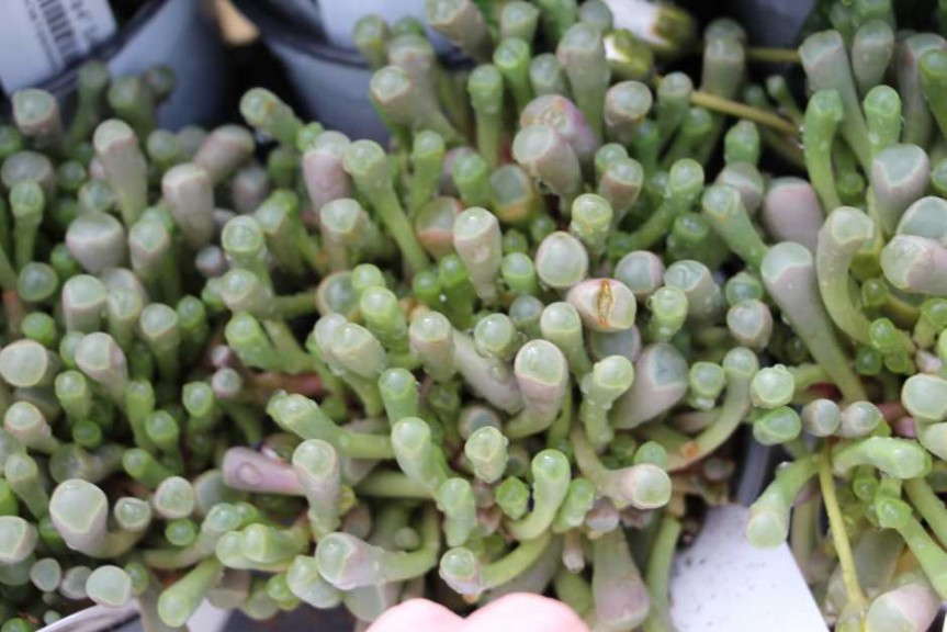 Costa Farms' Season Premier 2015