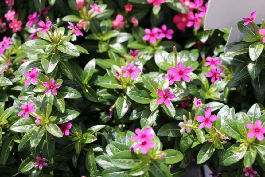 Costa Farms' Season Premier 2015