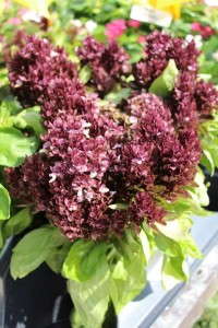 Costa Farms' Season Premier 2015