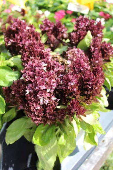 Costa Farms' Season Premier 2015