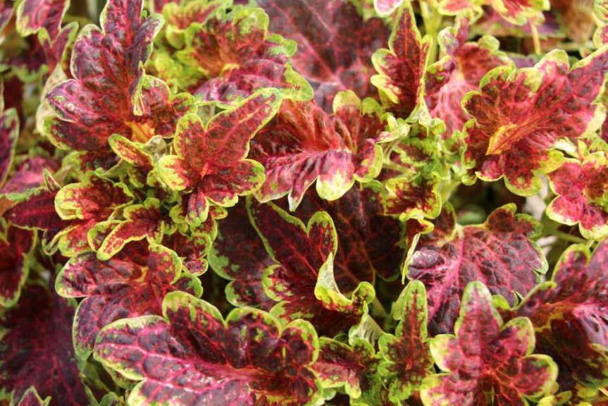 Costa Farms' Season Premier 2015