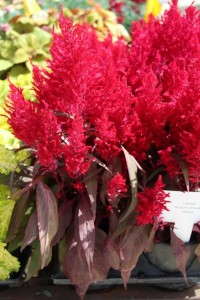 Costa Farms' Season Premier 2015