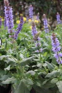 Costa Farms' Season Premier 2015